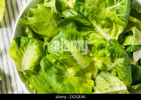 Bio-Roh-Baby-Butterhead-Salat für einen Salat Stockfoto