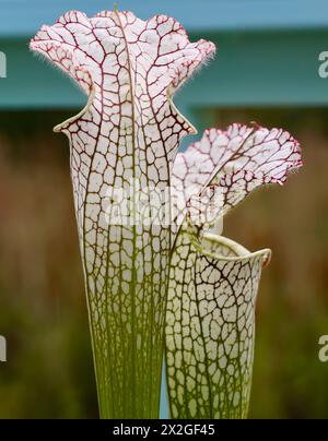 Weiße Kannenpflanze Sarracenia Leucophylla Nahaufnahme Stockfoto