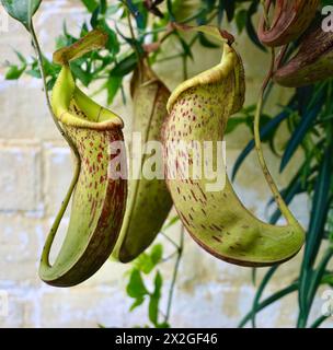 Tropische Kannenpflanze Nepenthes hängende Fallfallen aus nächster Nähe Stockfoto