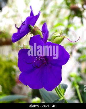 Nahaufnahme von Pleroma urvilleanum oder Tibouchina urvilleana lila Blumen aus Brasilien Stockfoto