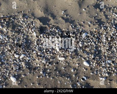 Verwaschene Muschelbank mit Cockeln, Muscheln und Muscheln am Strand von Prora. Stockfoto