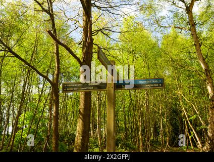 Ein hölzernes Richtungsschild im Sherwood Forest zum Major Oak Tree oder zum Visitor Center Stockfoto