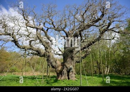 Der Major Oak Tree im Sherwood Forest, umgeben von Metallstützen an einem Frühlingsmorgen Stockfoto