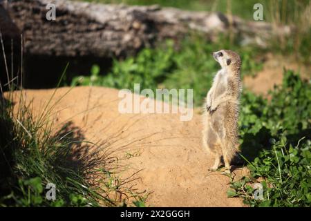 Gopher wacht neben seinem Nerz, grünem Gras und Boden Stockfoto