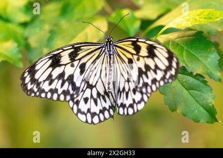 Papierkite Schmetterling, (Idee Leuconoe), auf einem grünen Blatt, mit offenen Flügeln und grünem Vegetationshintergrund Stockfoto