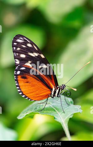 Tarricina Langflügelfalter (Tithorea tarricina), mit geschlossenen Flügeln, auf einem grünen Blatt, mit grünem Vegetationshintergrund Stockfoto