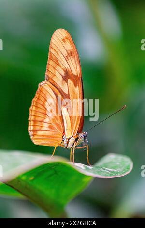 Julia helikonischer Schmetterling (Dryas iulia), mit geschlossenen Flügeln auf einem grünen Blatt, mit grünem Vegetationshintergrund Stockfoto