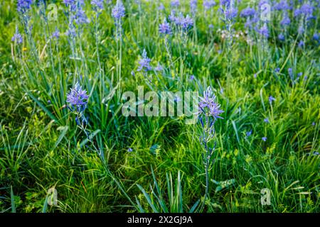 Camassia leichtinii subsp. Suksdorfii caerulea Group blüht im Frühjahr im RHS Garden, Wisley, surrey, Südosten Englands Stockfoto