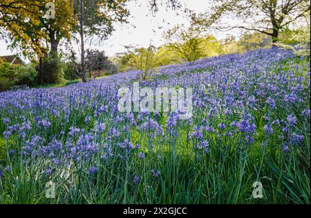 Camassia leichtinii subsp. Suksdorfii caerulea Group blüht im Frühjahr im RHS Garden, Wisley, surrey, Südosten Englands Stockfoto