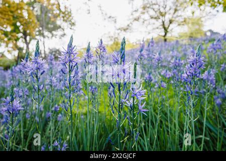 Camassia leichtinii subsp. Suksdorfii caerulea Group blüht im Frühjahr im RHS Garden, Wisley, surrey, Südosten Englands Stockfoto