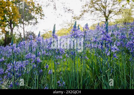 Camassia leichtinii subsp. Suksdorfii caerulea Group blüht im Frühjahr im RHS Garden, Wisley, surrey, Südosten Englands Stockfoto