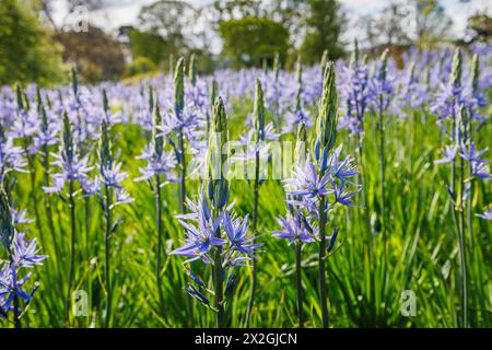 Camassia leichtinii subsp. Suksdorfii caerulea Group blüht im Frühjahr im RHS Garden, Wisley, surrey, Südosten Englands Stockfoto