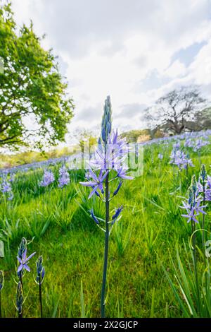 Camassia leichtinii subsp. Suksdorfii caerulea Group blüht im Frühjahr im RHS Garden, Wisley, surrey, Südosten Englands Stockfoto