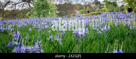 Camassia leichtinii subsp. Suksdorfii caerulea Group blüht im Frühjahr im RHS Garden, Wisley, surrey, Südosten Englands Stockfoto