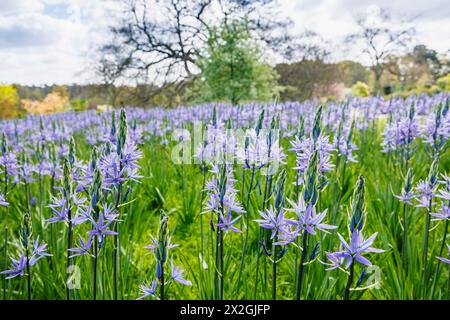 Camassia leichtinii subsp. Suksdorfii caerulea Group blüht im Frühjahr im RHS Garden, Wisley, surrey, Südosten Englands Stockfoto