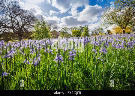 Camassia leichtinii subsp. Suksdorfii caerulea Group blüht im Frühjahr im RHS Garden, Wisley, surrey, Südosten Englands Stockfoto