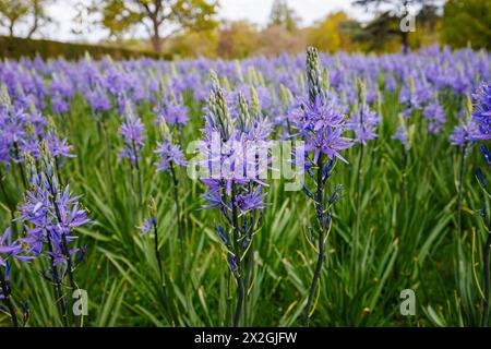 Camassia leichtinii subsp. Suksdorfii caerulea Group blüht im Frühjahr im RHS Garden, Wisley, surrey, Südosten Englands Stockfoto