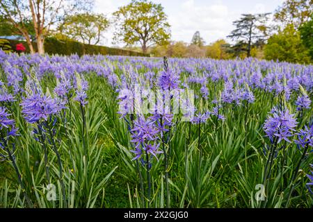 Camassia leichtinii subsp. Suksdorfii caerulea Group blüht im Frühjahr im RHS Garden, Wisley, surrey, Südosten Englands Stockfoto
