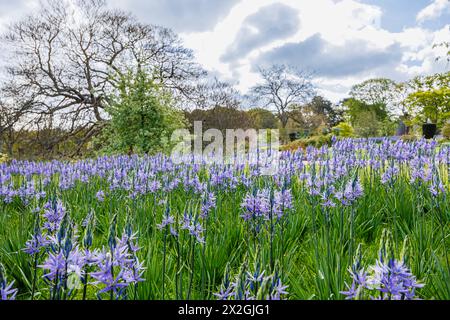 Camassia leichtinii subsp. Suksdorfii caerulea Group blüht im Frühjahr im RHS Garden, Wisley, surrey, Südosten Englands Stockfoto