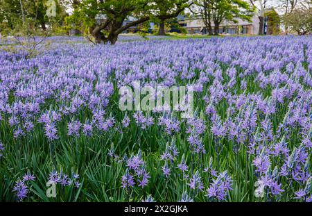 Camassia leichtinii subsp. Suksdorfii caerulea Group blüht im Frühjahr im RHS Garden, Wisley, surrey, Südosten Englands Stockfoto