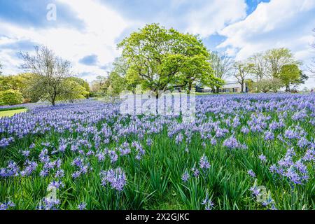 Camassia leichtinii subsp. Suksdorfii caerulea Group blüht im Frühjahr im RHS Garden, Wisley, surrey, Südosten Englands Stockfoto
