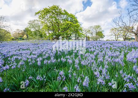 Camassia leichtinii subsp. Suksdorfii caerulea Group blüht im Frühjahr im RHS Garden, Wisley, surrey, Südosten Englands Stockfoto