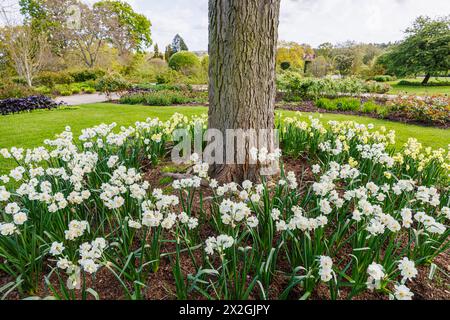 Narcissus „Yellow Cheerfulness“ und weiße „Cheerfulness“ blühen im Frühjahr rund um einen Baum, RHS Garden, Wisley, Surrey, Südosten Englands Stockfoto