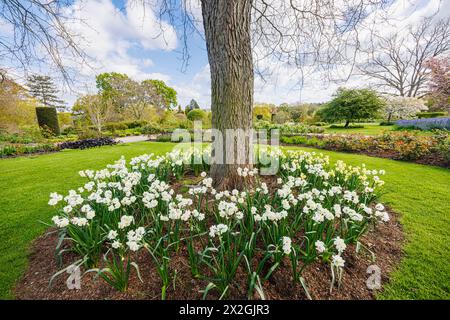 Narcissus „Yellow Cheerfulness“ und weiße „Cheerfulness“ blühen im Frühjahr rund um einen Baum, RHS Garden, Wisley, Surrey, Südosten Englands Stockfoto