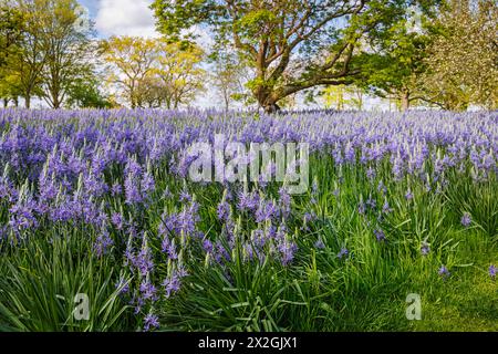 Camassia leichtinii subsp. Suksdorfii caerulea Group blüht im Frühjahr im RHS Garden, Wisley, surrey, Südosten Englands Stockfoto