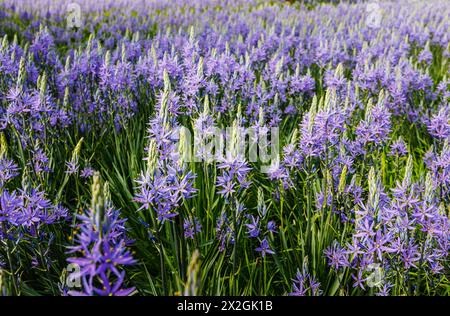 Camassia leichtinii subsp. Suksdorfii caerulea Group blüht im Frühjahr im RHS Garden, Wisley, surrey, Südosten Englands Stockfoto