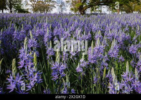 Camassia leichtinii subsp. Suksdorfii caerulea Group blüht im Frühjahr im RHS Garden, Wisley, surrey, Südosten Englands Stockfoto