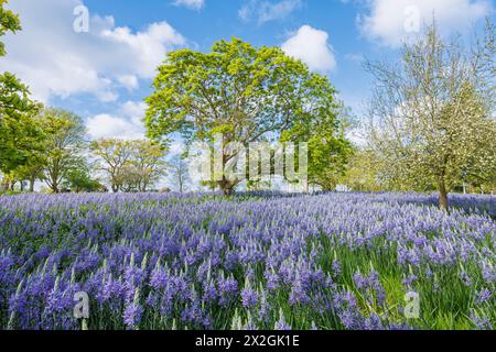 Camassia leichtinii subsp. Suksdorfii caerulea Group blüht im Frühjahr im RHS Garden, Wisley, surrey, Südosten Englands Stockfoto