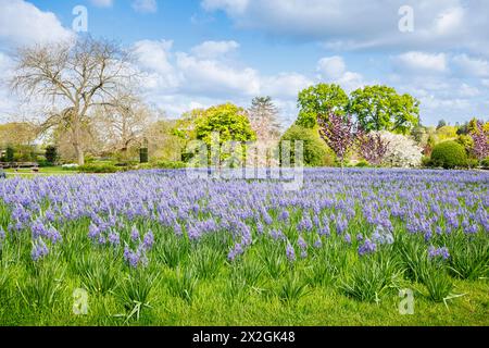 Camassia leichtinii subsp. Suksdorfii caerulea Group blüht im Frühjahr im RHS Garden, Wisley, surrey, Südosten Englands Stockfoto