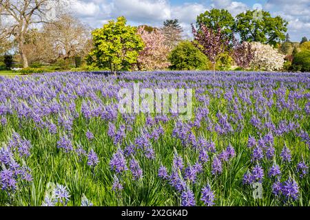Camassia leichtinii subsp. Suksdorfii caerulea Group blüht im Frühjahr im RHS Garden, Wisley, surrey, Südosten Englands Stockfoto