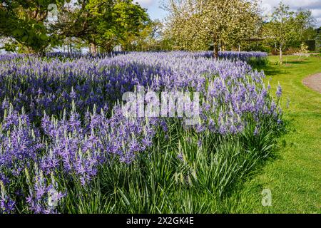 Camassia leichtinii subsp. Suksdorfii caerulea Group blüht im Frühjahr im RHS Garden, Wisley, surrey, Südosten Englands Stockfoto