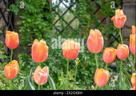 Eine Gruppe von leuchtenden orangefarbenen Tulpen im Vordergrund und ein mit Rebe bedecktes Spalier im Hintergrund. Stockfoto