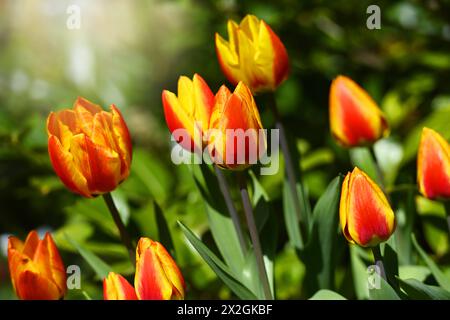 Rot-gelbe Tulpen, Tulipa, im Garten *** Rote und gelbe Tulpen, Tulipa, im Garten Stockfoto