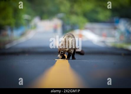 Weiße Nasenkoati mitten auf der Straße Stockfoto