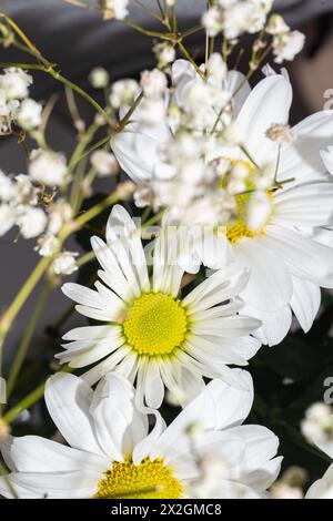 Ein Strauß weißer Chrysanthemen mit gelben Mitte in voller Blüte. Stockfoto