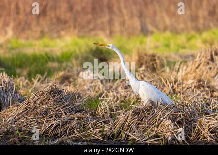 00688-03110 Großreiher (Ardea alba) entlang des Feuchtgebiets Marion Co. IL Stockfoto