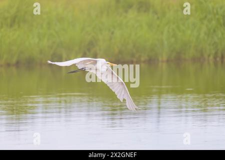 00688-03415 Großreiher (Ardea alba) im Flug im Nebel im Feuchtgebiet Marion Co. IL Stockfoto