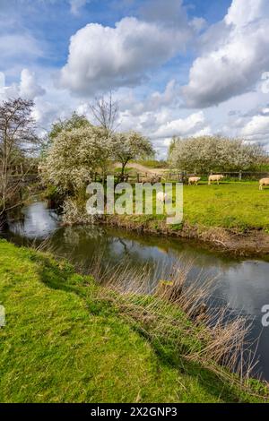 Schafe am Ufer des Flusses Colne Fields in der Nähe von Fordstreet bei Colchester Essex Stockfoto