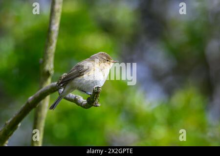 Chiffchaff, Phylloscopus collybita, hoch oben auf einem Baumzweig Stockfoto