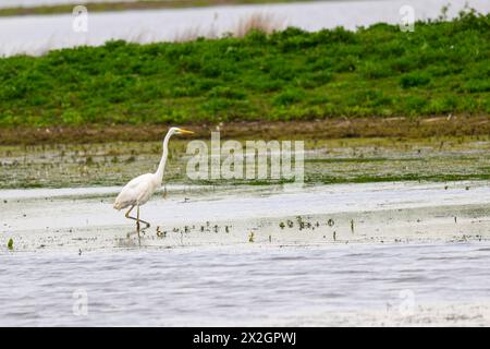 Toller Reiher, Gegend Alba, Spaziergänge auf einem See Stockfoto