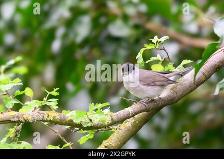 Männlicher Blackcap, Sylvia atricapilla, auf einem Ast Stockfoto