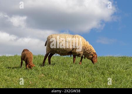 Schaf, Lamm, Braun, Schaf, Elbdeich bei Bleckede, Niedersachsen, Deutschland Stockfoto