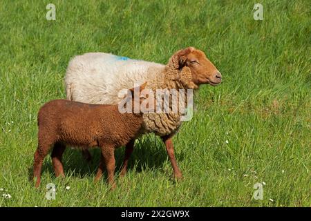 Schaf, Lamm, Braun, Schaf, Elbdeich bei Bleckede, Niedersachsen, Deutschland Stockfoto