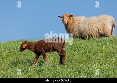 Schaf, Lamm, Braun, Schaf, Elbdeich bei Bleckede, Niedersachsen, Deutschland Stockfoto