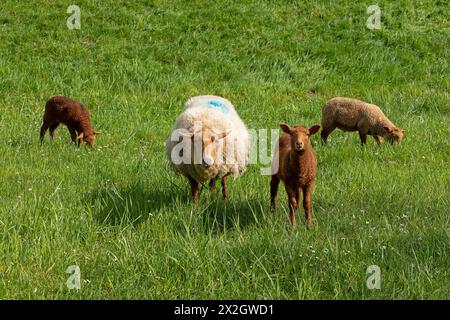 Schafe, Lämmer, Braun, Schafe, Elbdeich bei Bleckede, Niedersachsen, Deutschland Stockfoto