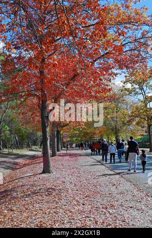 Melbourne, Victoria, Australien. April 2024. Menschen genießen den Herbst am Mount Macedon in Melbourne. Der Berg ist ein Wunderland mit historischen Gärten und wilden Buschlandschaften mit Eukalyptus, Kiefern und hoher Bergasche. Einladende Kellertüren und ein entspannender Blick. Herrliche Villen und einheimische Tierwelt. Es ist ein Paradies für alle, die Natur, atemberaubende Gärten und Outdoor-Aktivitäten lieben. Die Schönheit des Mount Macedon ändert sich ständig mit den Jahreszeiten. Der Herbst ist besonders beliebt, da die Eichenbäume auf der Honour Avenue in Mazedon in leuchtenden Farben erstrahlen. (Bild: © Rana Sajid Hussain/Paci Stockfoto